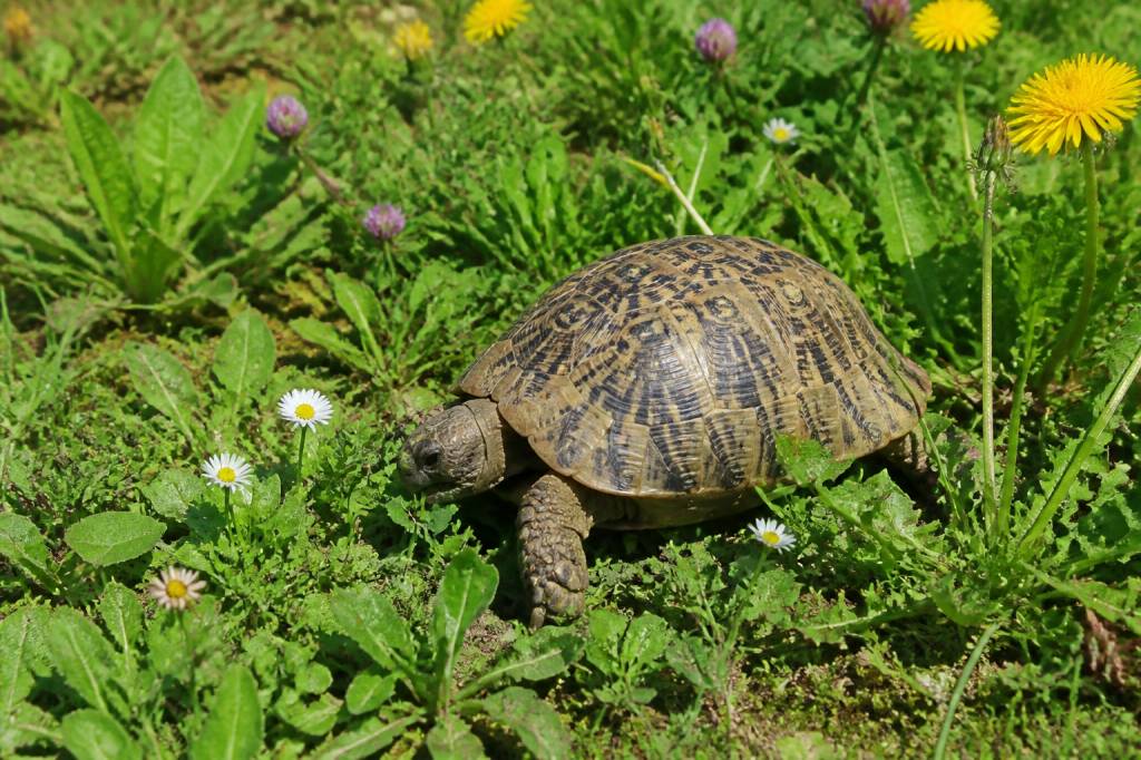 Quelle prairie semer pour alimenter des tortues de terre ? les plantes utiles et faciles à cultiver