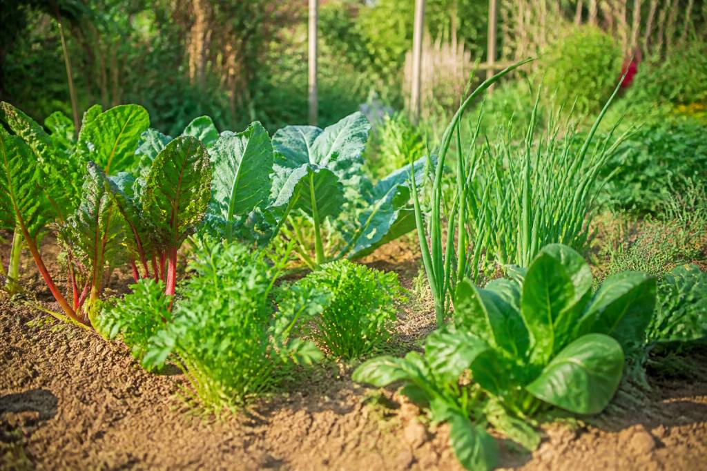 Sécheresse estivale : quels légumes semer en juillet aout ? les espèces les plus résistantes