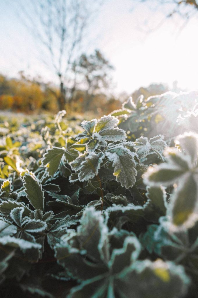 Quand installer une housse d’hivernage sur ses plantes ?