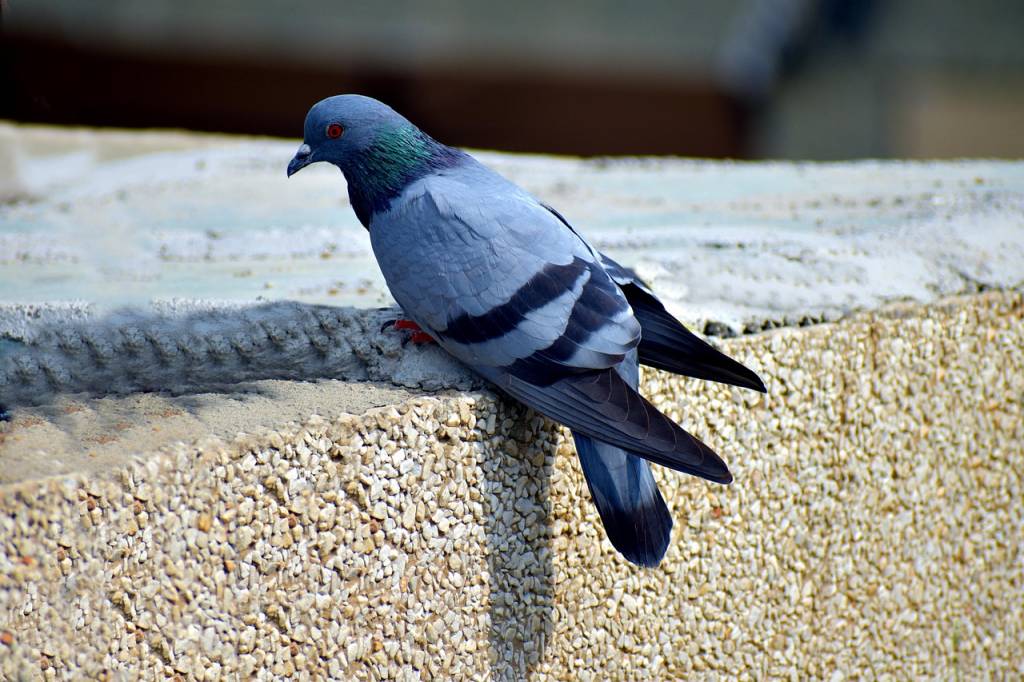 Comment prévenir les nuisances des pigeons à Vincennes durablement